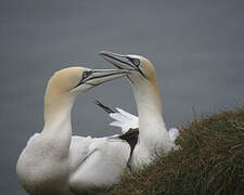 Northern Gannet