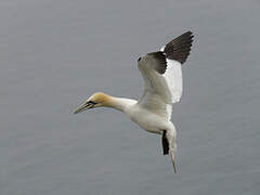 Northern Gannet