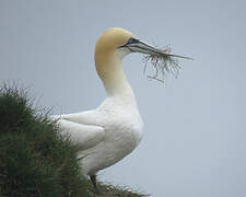 Northern Gannet