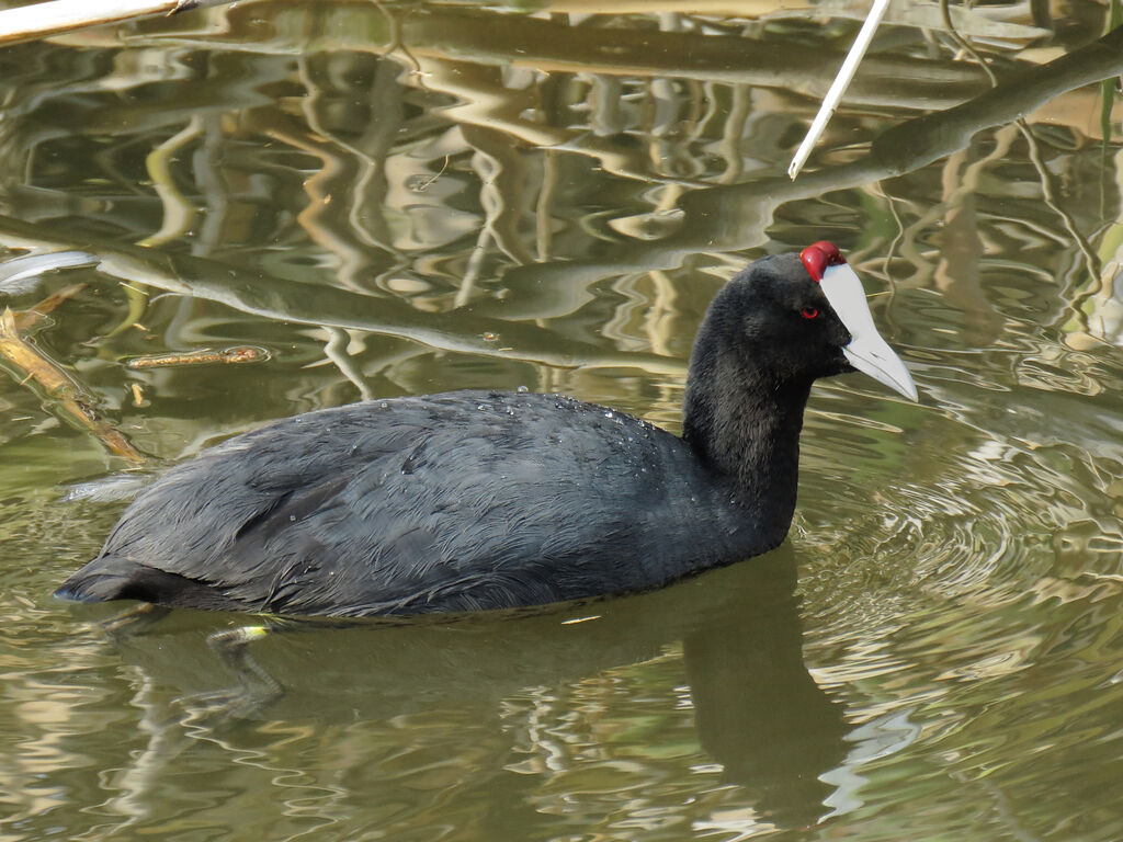 Red-knobbed Coot