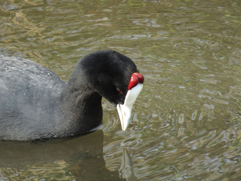 Red-knobbed Coot, close-up portrait