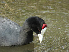 Red-knobbed Coot