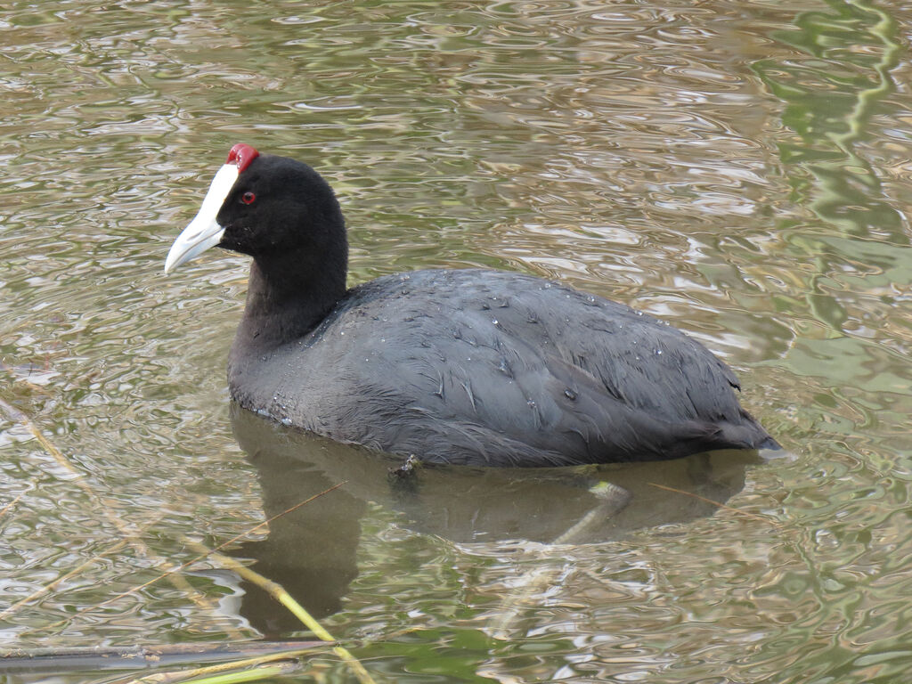 Red-knobbed Coot