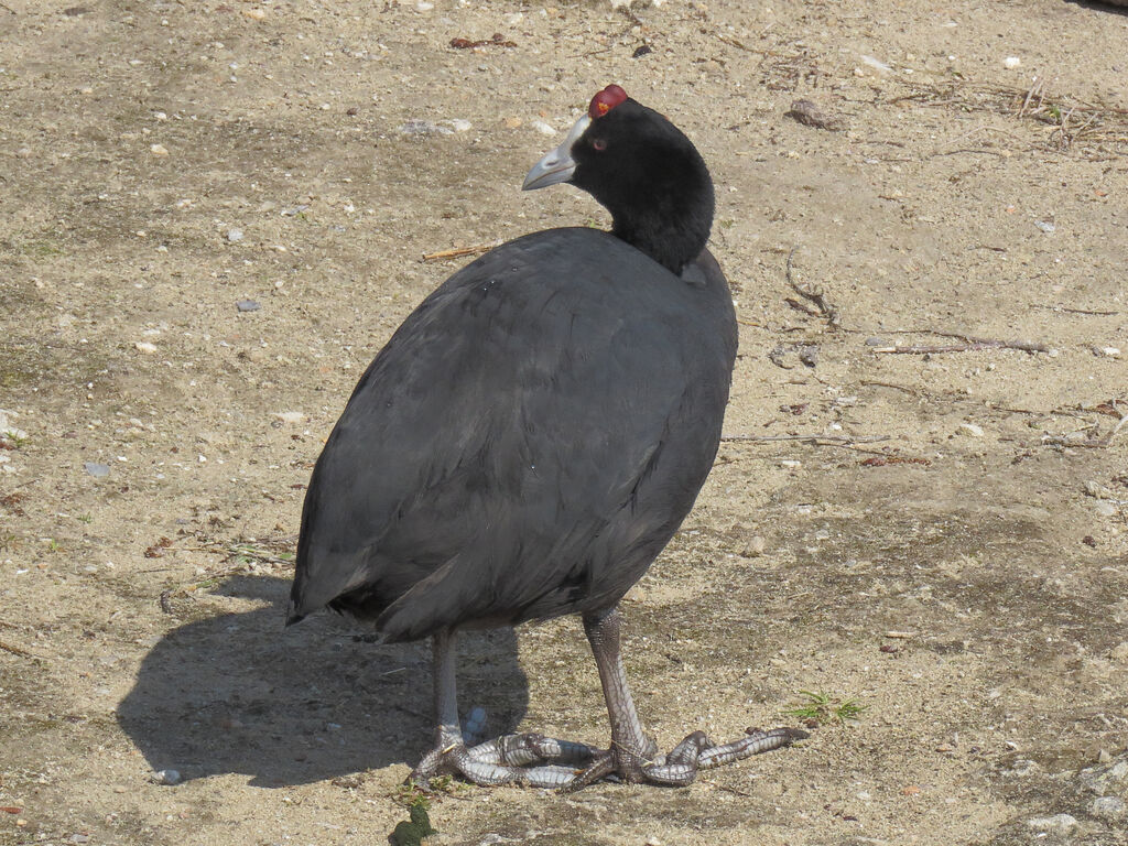 Red-knobbed Coot