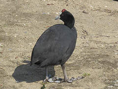 Red-knobbed Coot