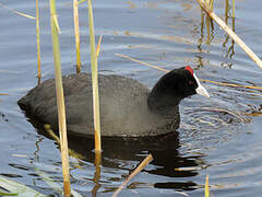 Red-knobbed Coot