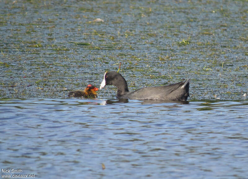 American Coot, Reproduction-nesting