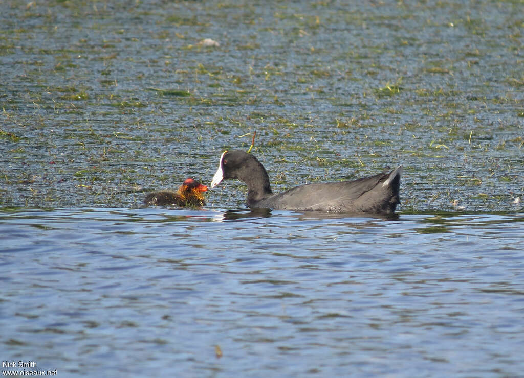 American Coot, Reproduction-nesting