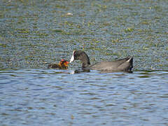 American Coot