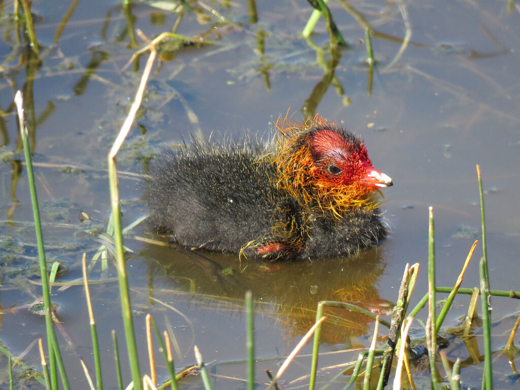 Foulque macroulejuvénile