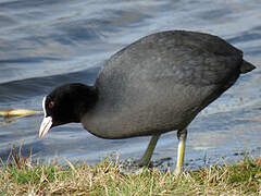 Eurasian Coot