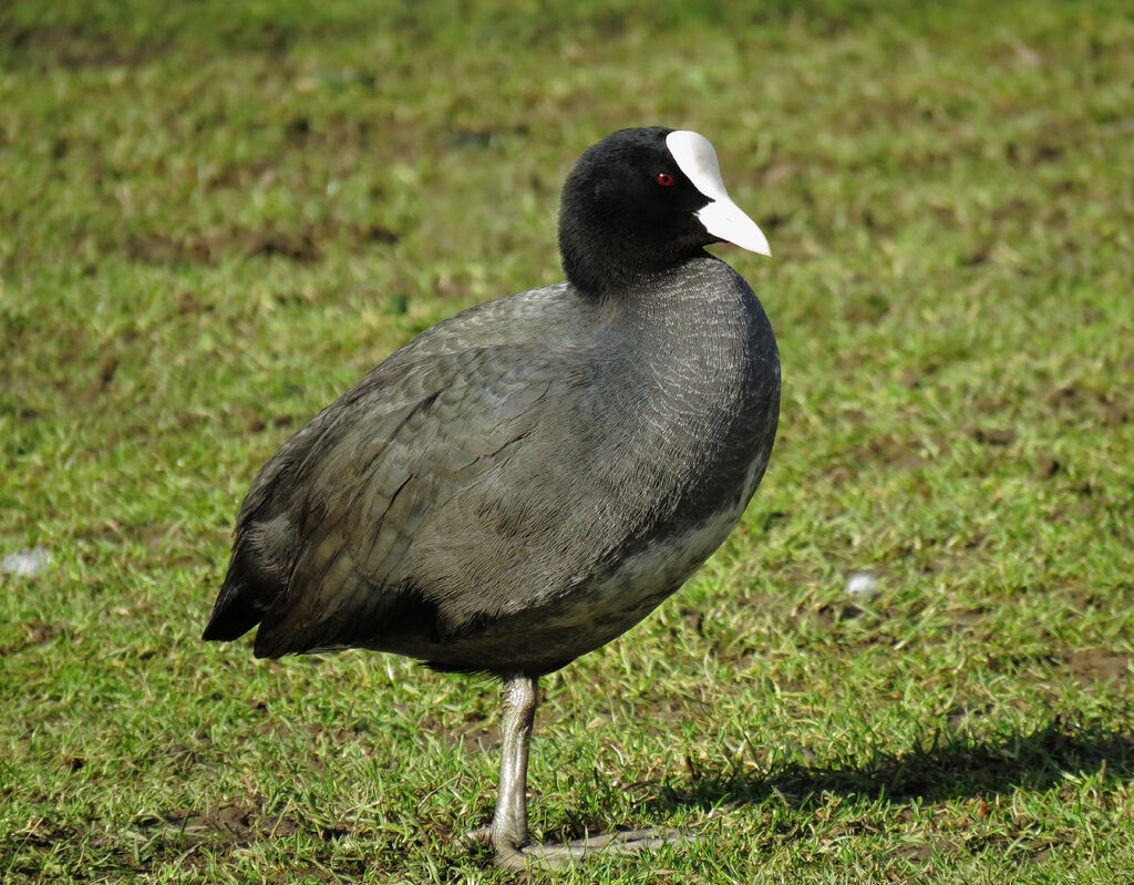 Foulque macroule