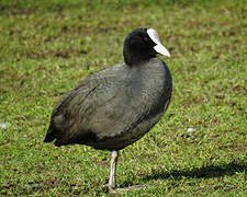 Eurasian Coot