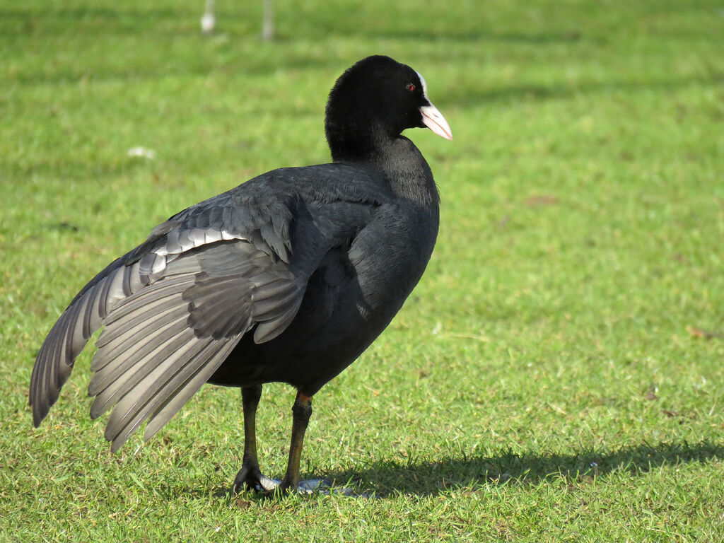 Eurasian Coot