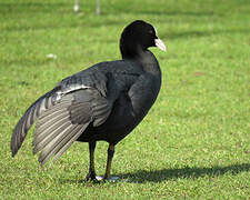 Eurasian Coot