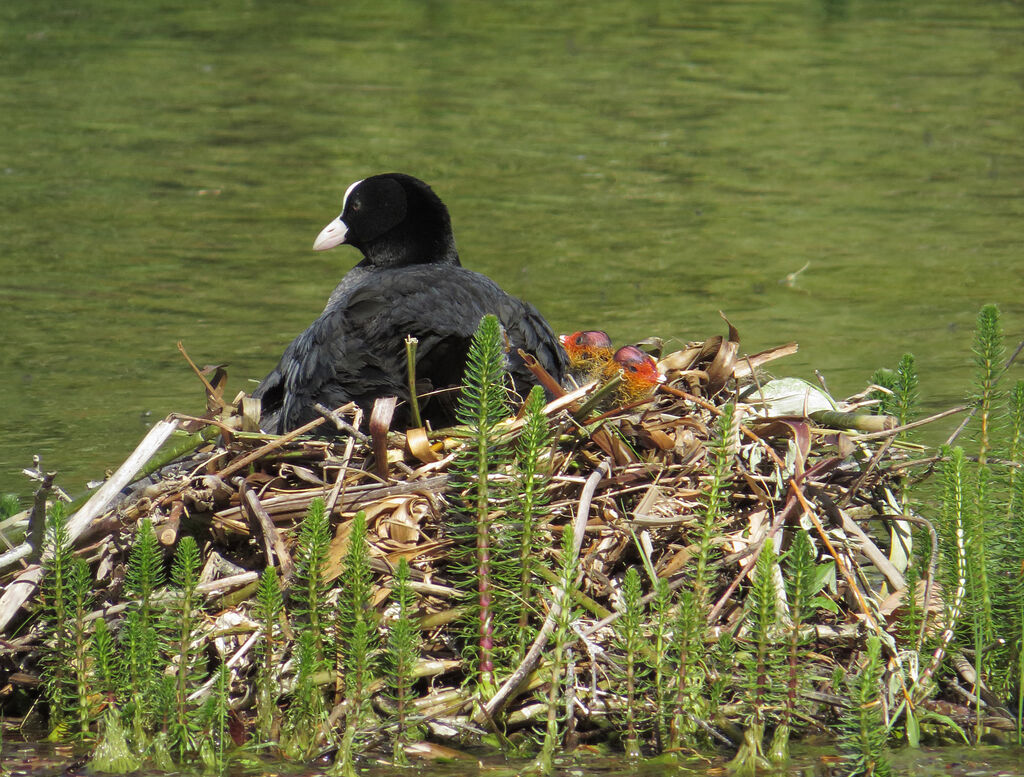 Eurasian Coot