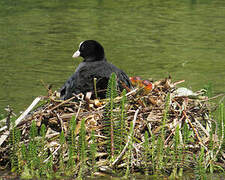 Eurasian Coot