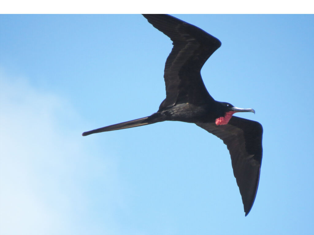 Magnificent Frigatebird