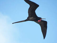 Magnificent Frigatebird