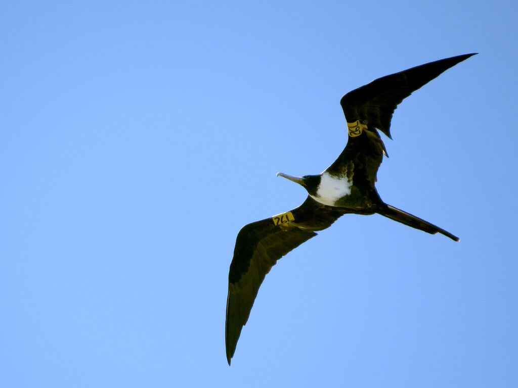 Magnificent Frigatebird female adult