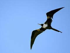 Magnificent Frigatebird