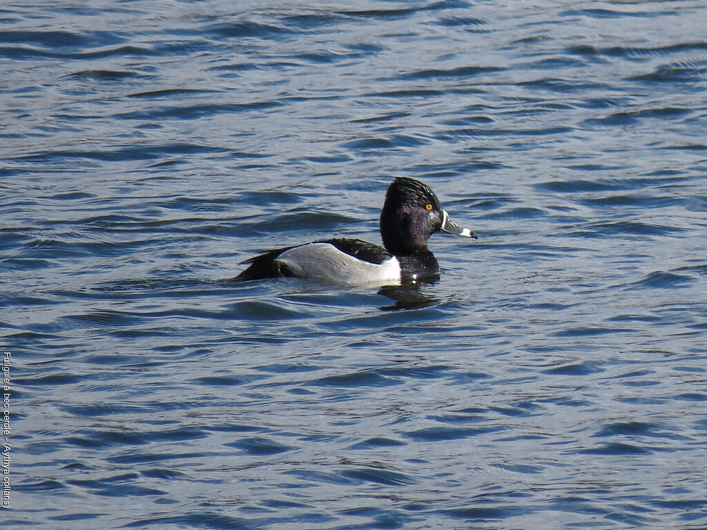 Ring-necked Duck