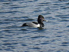 Ring-necked Duck