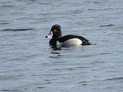 Ring-necked Duck