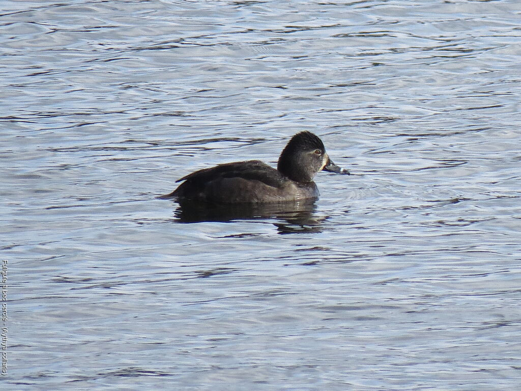 Ring-necked Duck female