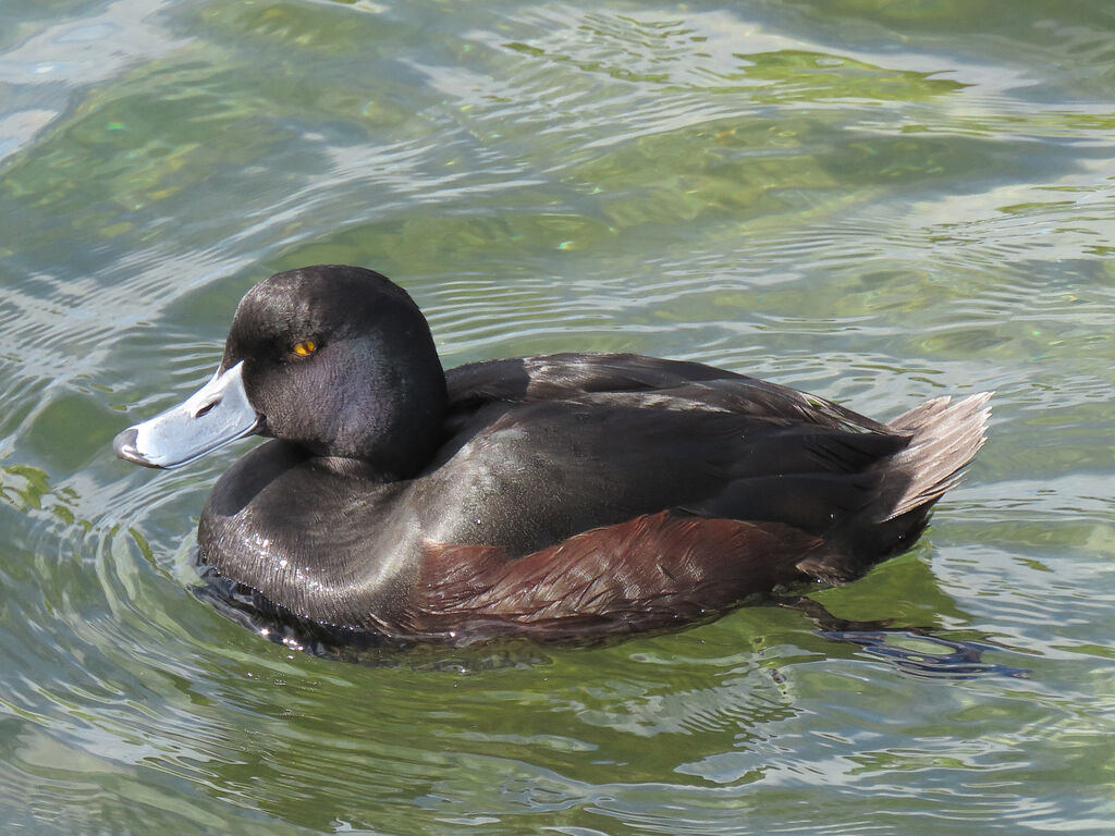 New Zealand Scaup