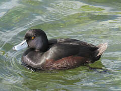 New Zealand Scaup