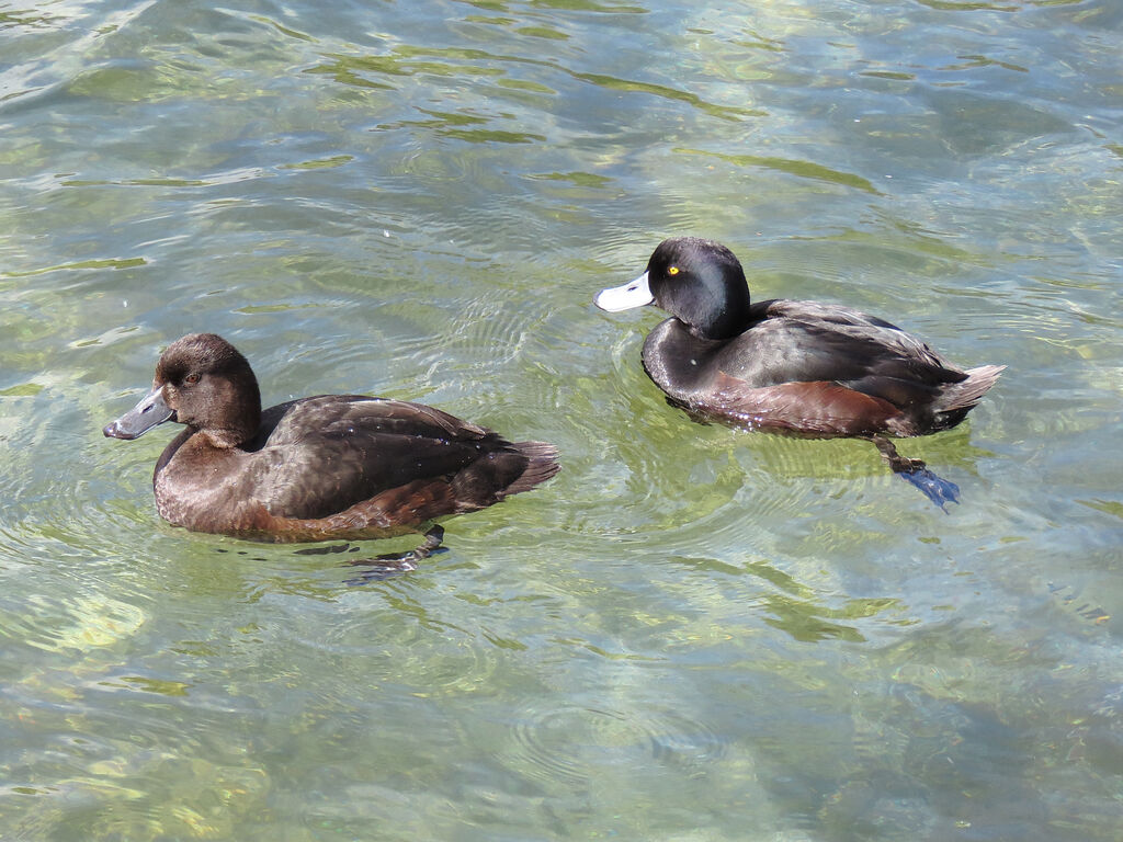 New Zealand Scaup