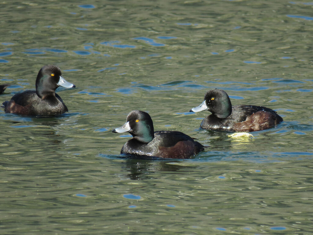 New Zealand Scaup