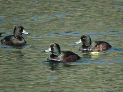 New Zealand Scaup