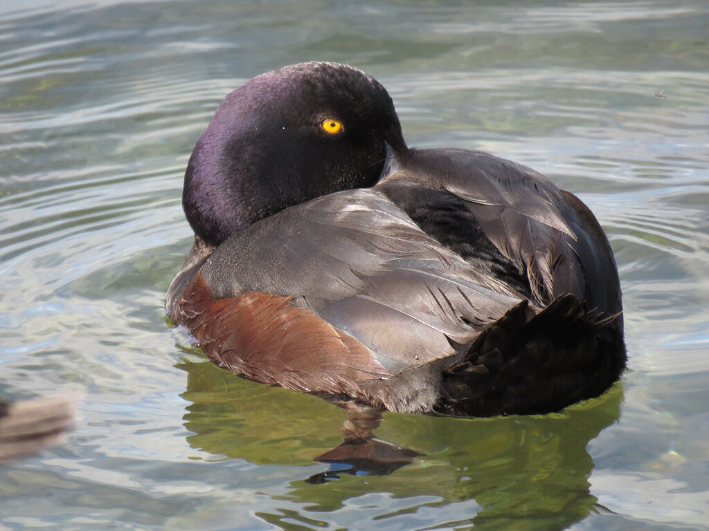 New Zealand Scaup male, close-up portrait