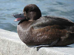 New Zealand Scaup