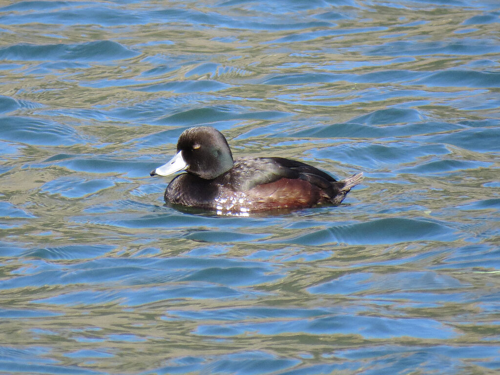 New Zealand Scaup