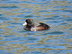 New Zealand Scaup