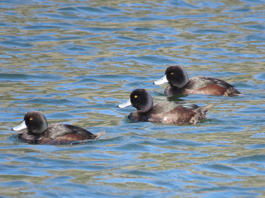 New Zealand Scaup