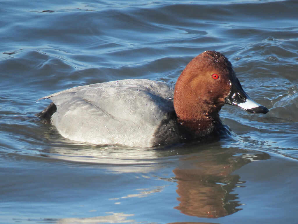 Common Pochard