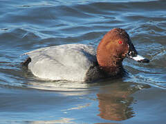 Common Pochard