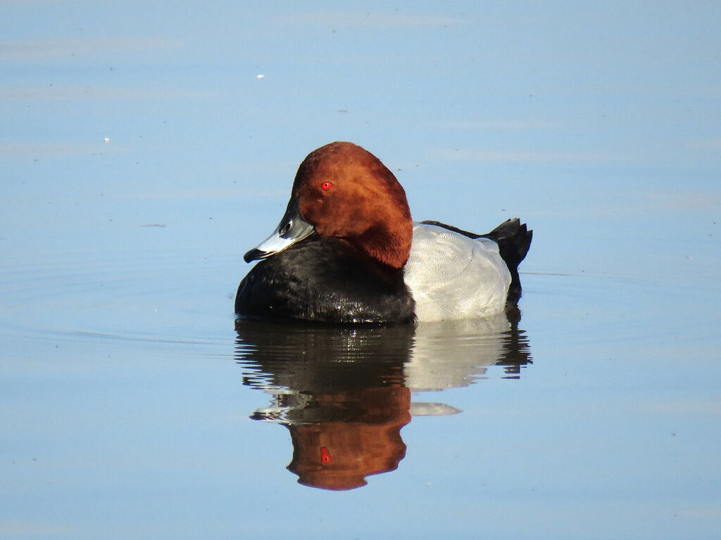 Common Pochard