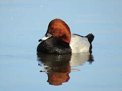 Common Pochard