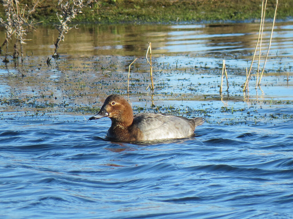 Common Pochard female