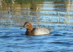 Common Pochard