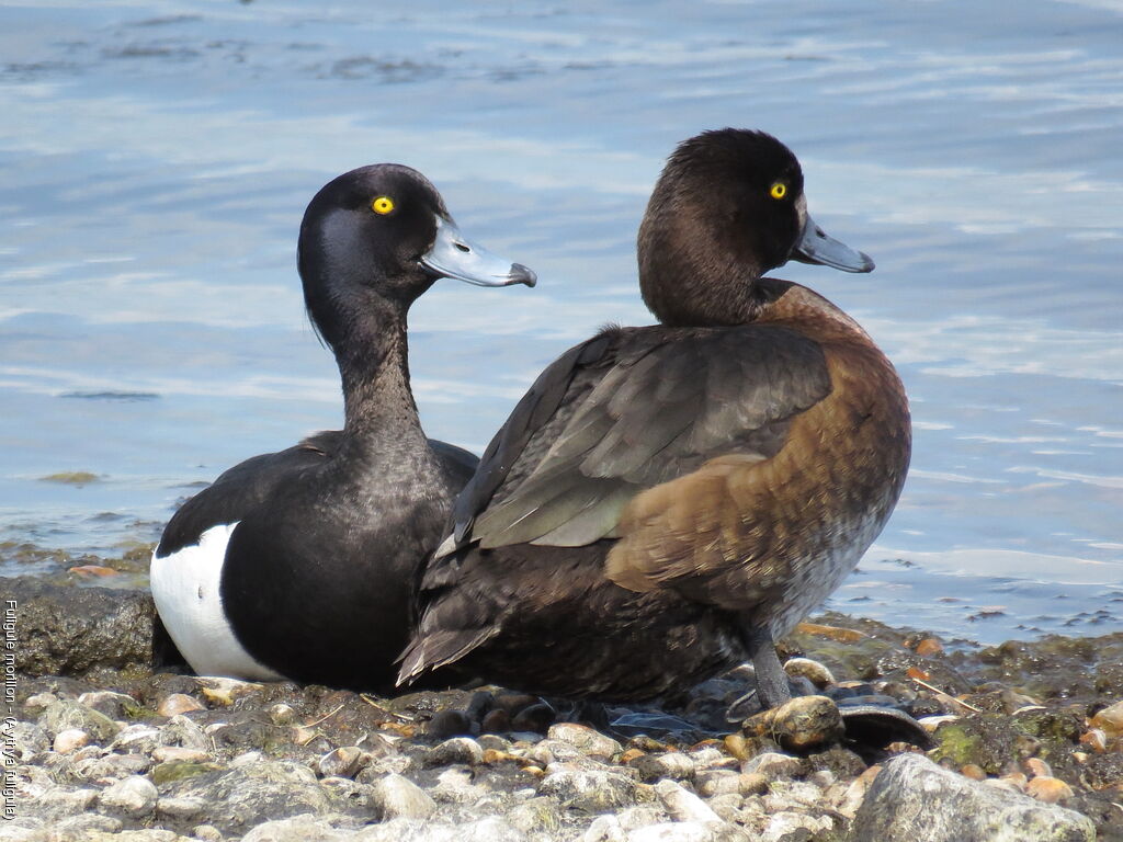 Tufted Duckadult