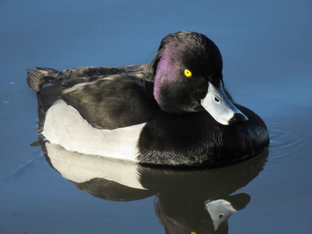 Tufted Duck