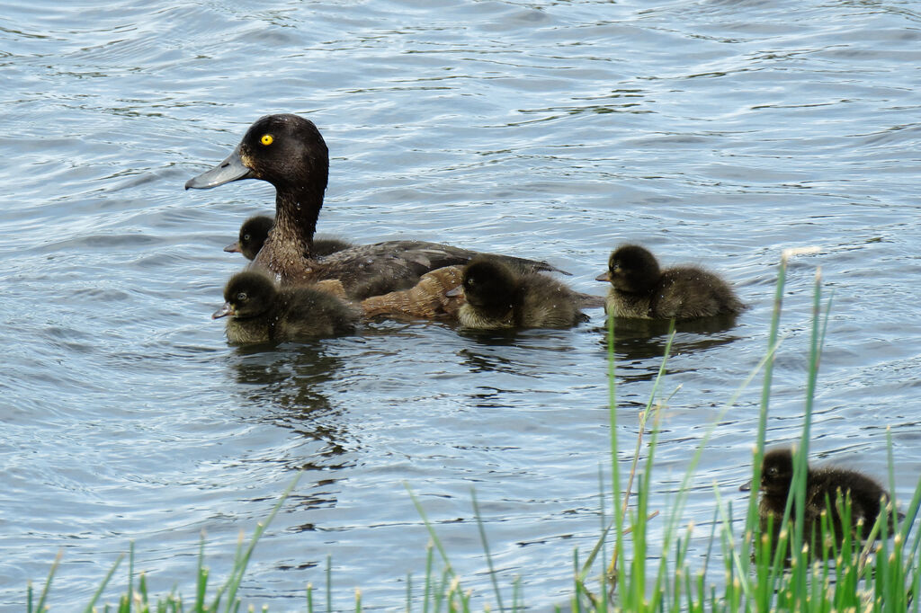 Tufted Duck