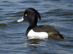 Tufted Duck