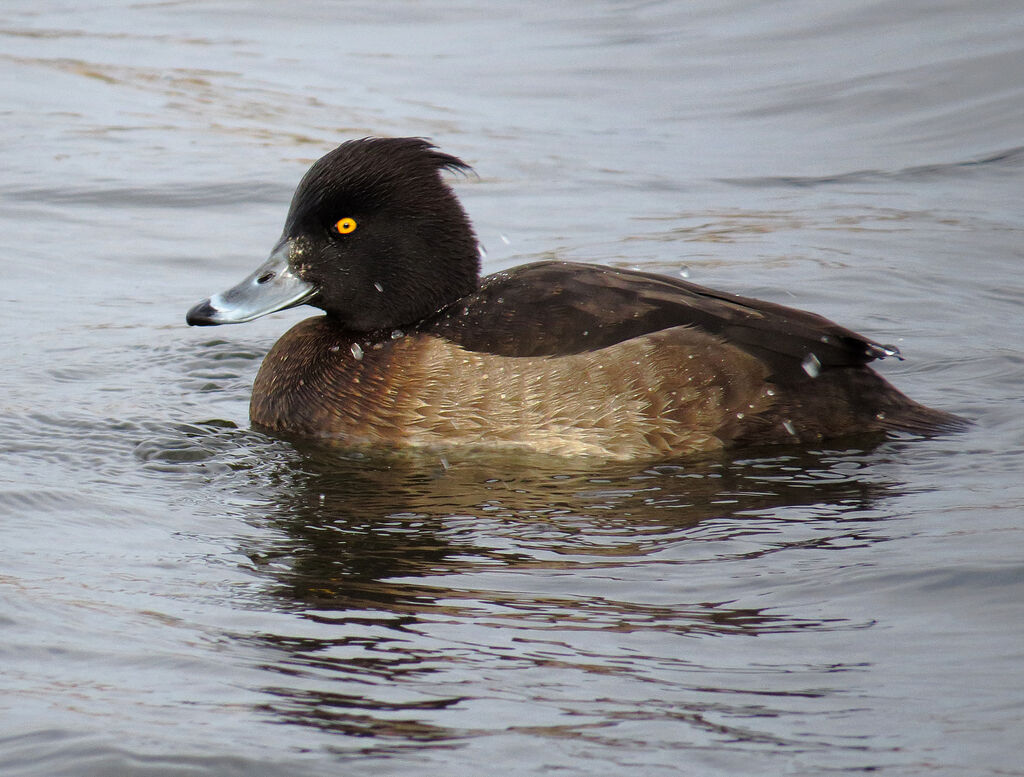 Tufted Duck female